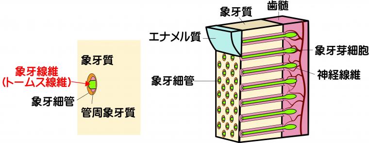 冷たいものが歯にしみる…もしかして「知覚過敏」かも？
