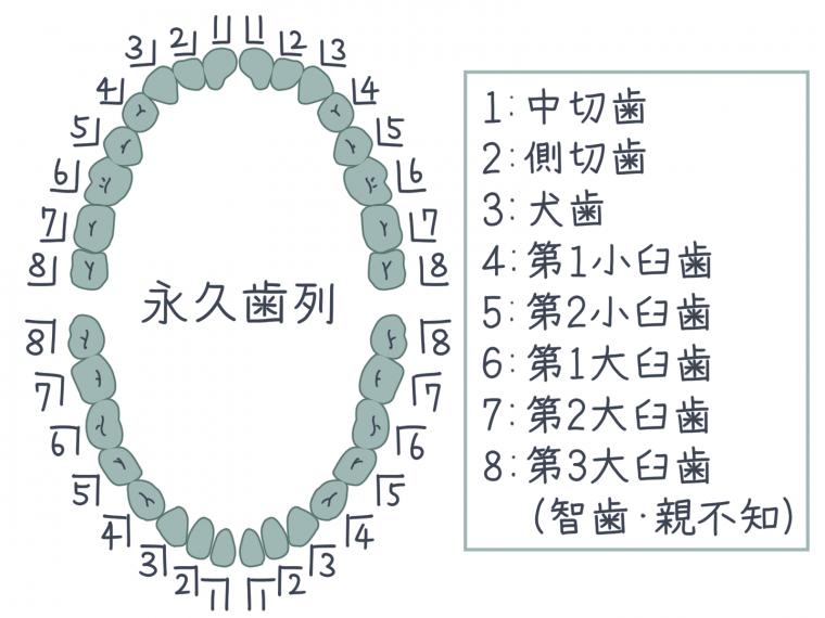 歯にも寿命がある? 一生自分の歯で過ごすために知っておきたいこと
