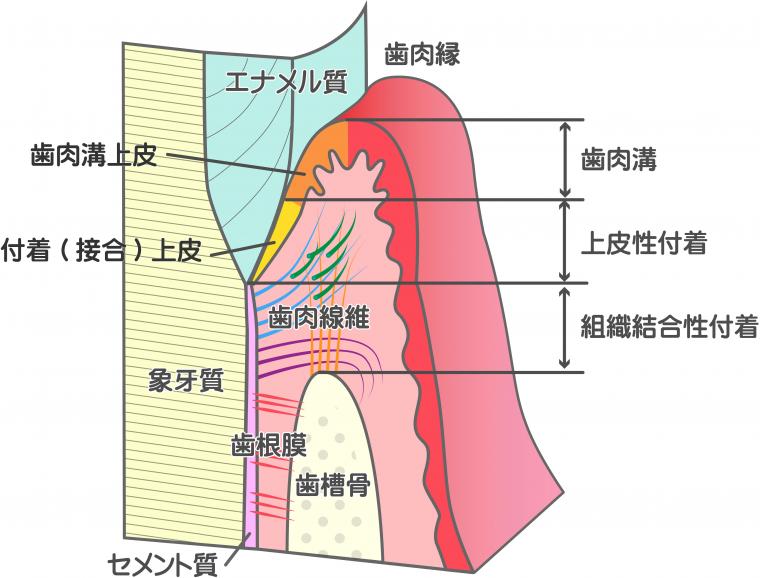 虫歯がないのに歯が痛い？