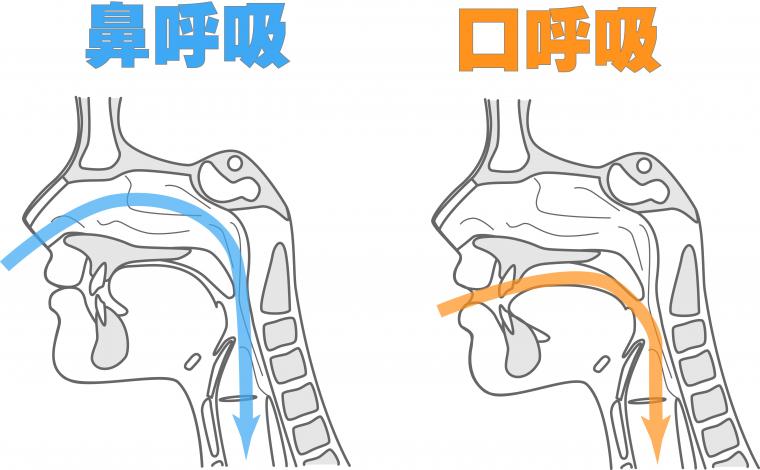 鼻呼吸と口呼吸どちらが正しい？お口と全身の健康への影響について